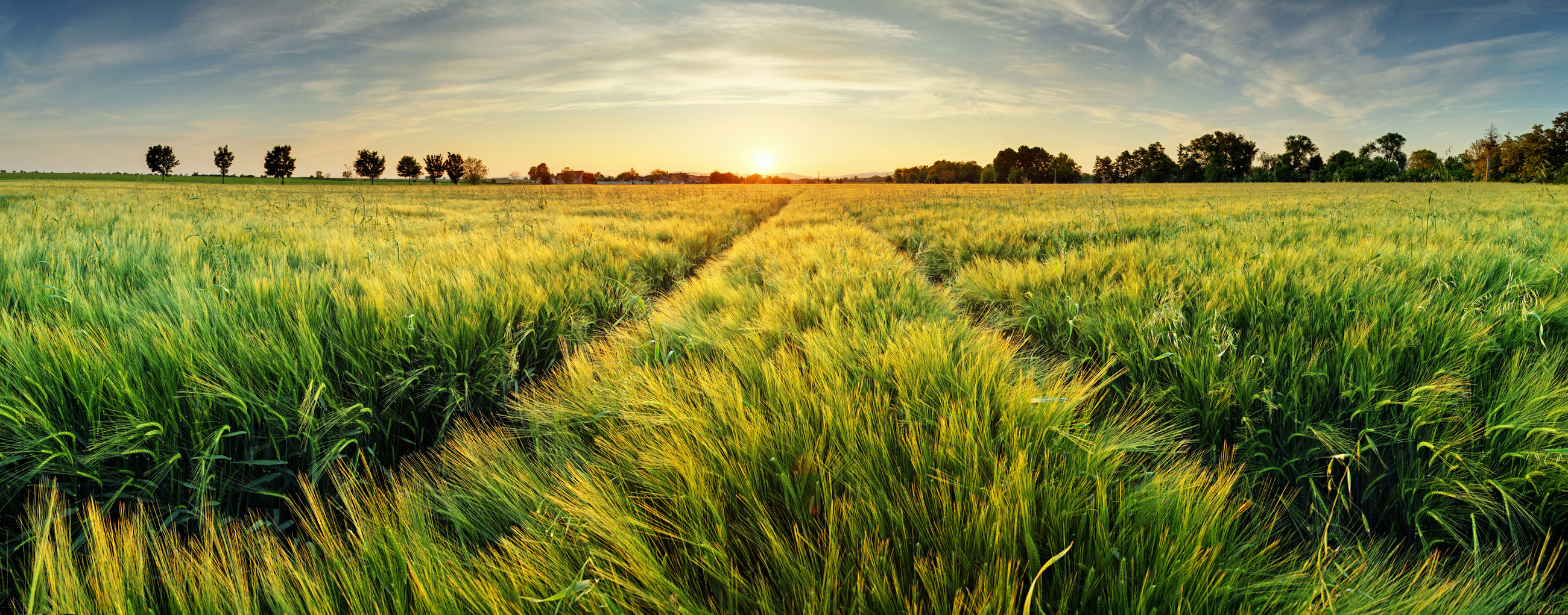 Feld mit Sonnenuntergang